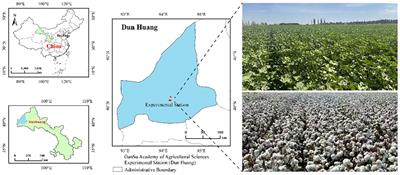 Higher yield sustainability and soil quality by reducing chemical fertilizer with organic fertilizer application under a single-cotton cropping system